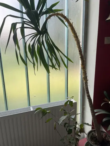 Yucca-Palme