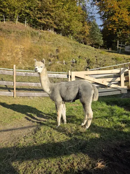 Alpakahengst Silver Grey AvK Nanook