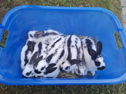Hasen, Fleischhasen