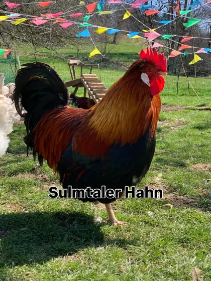 Sulmtaler Hahn