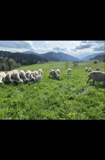 Kärntner Brillenschaf Mutterschafe