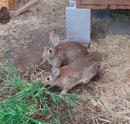 Kaninchen-Mix