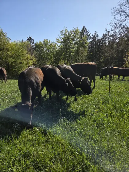 Wagyu trächtige Kühe und Einsteller zu verkaufen