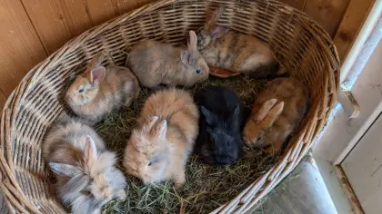 Löwenkopf-Zwergkaninchen in allen Farben