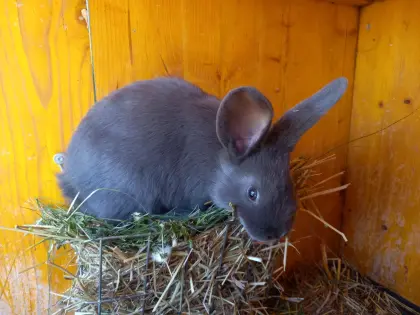 Blaue Wiener