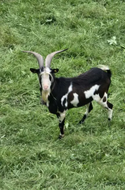 Tauernschecken-Bock