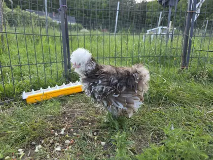 US Silkie Hahn in gestruppt, black motteled