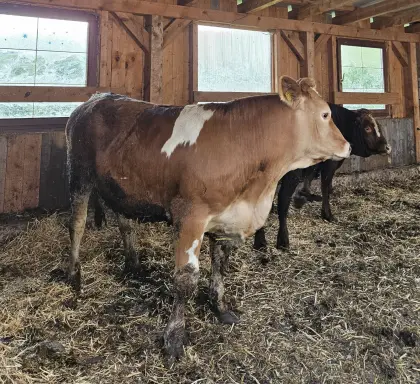 Einstellochse