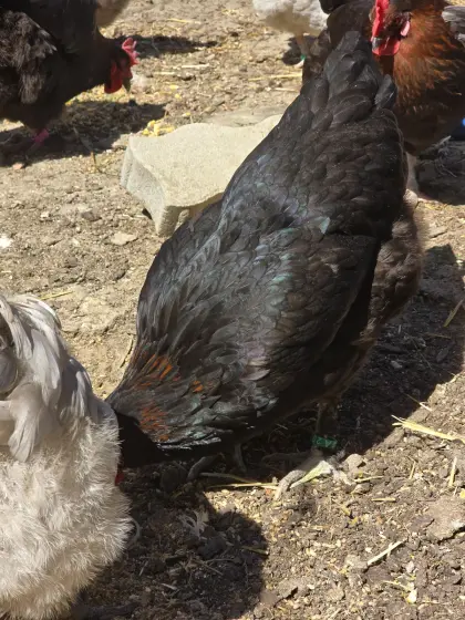Ameraucana- und Marans-Henne