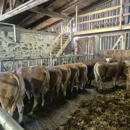 Einstelltiere und Kalbinnen