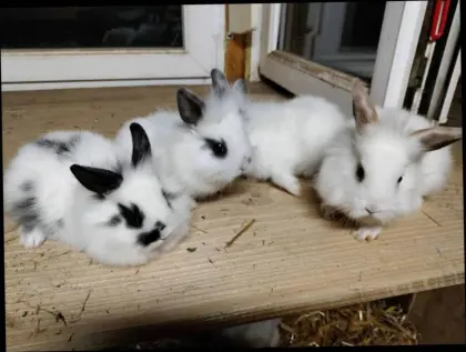 Zwergkaninchen