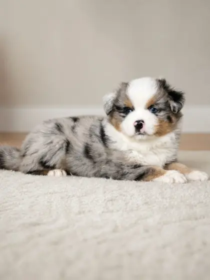 Australian Shepherd mit Papieren