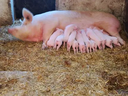 Bio-Ferkel