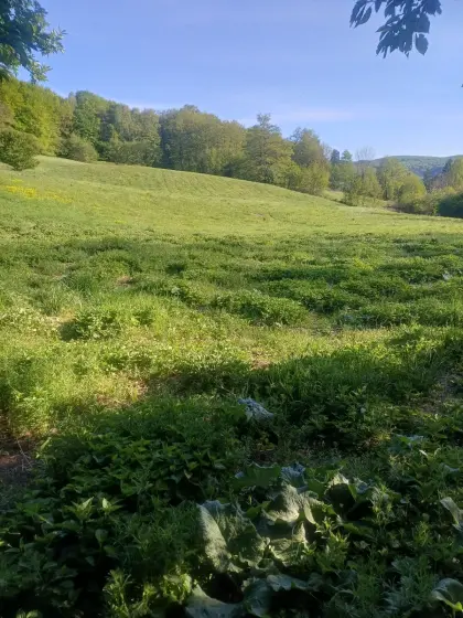 4 ha Wiese zum Mähen oder Beweiden