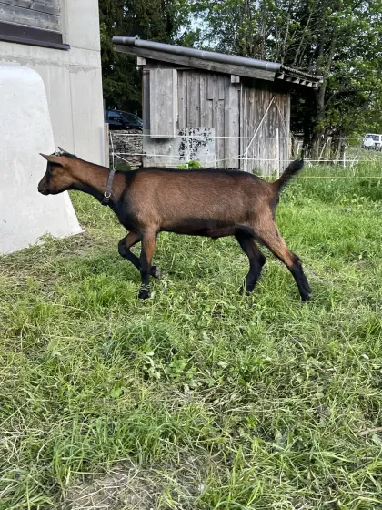 GGZ Ziegenbock