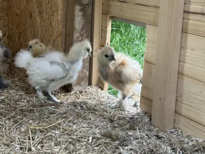 Seidenhühnerküken