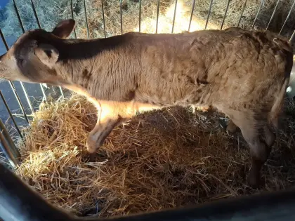 Verkaufe Kalb