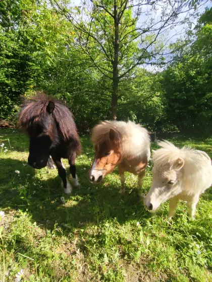 Suche kleine Landwirtschaft