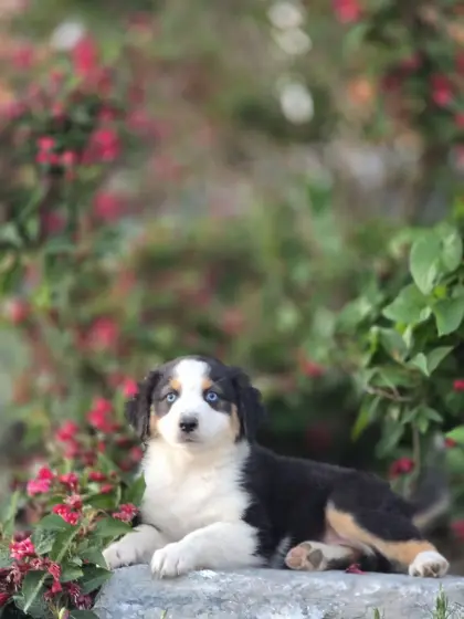 Australian Shepherd mit Papieren