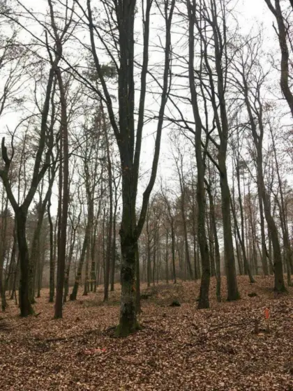 Kaufe Waldfläche