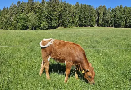 Verkaufe Jungkalbinnen