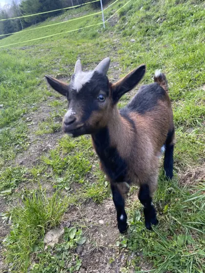 Kitzbock