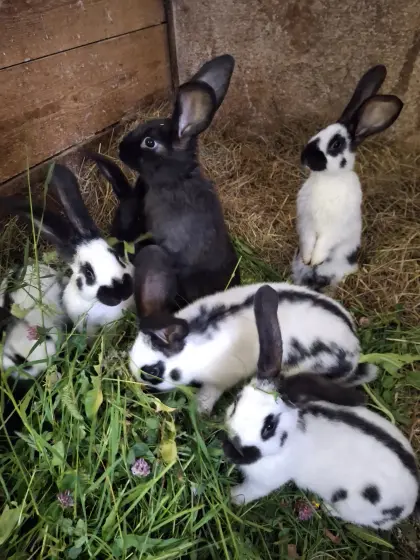 Fleischhasen-Weibchen
