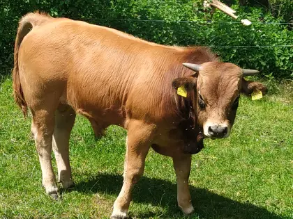 Aubrac Absetzer/Bulle