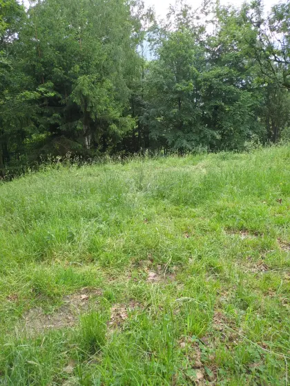 Ziegenweide
