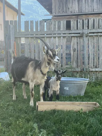 Ziegenbock