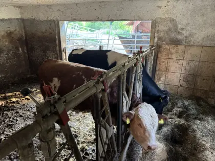 Verkaufe Zuchtstiere der Rassen Fleckvieh und Holstein