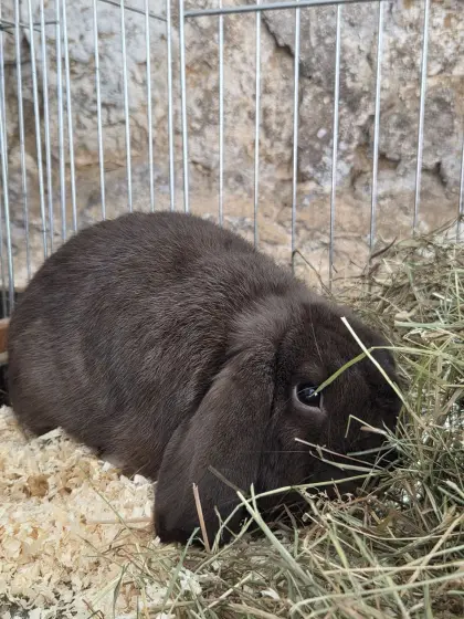 Zwergwidder Havanna