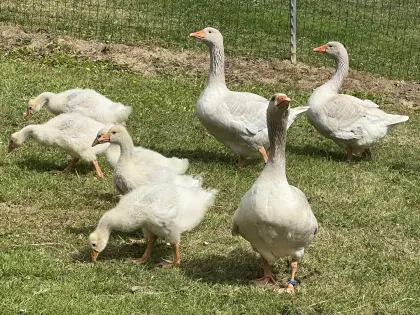 Fränkische Landgänse