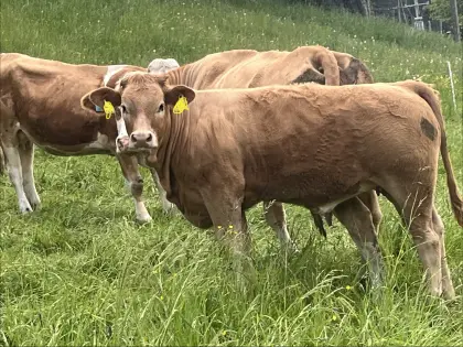 Kälber