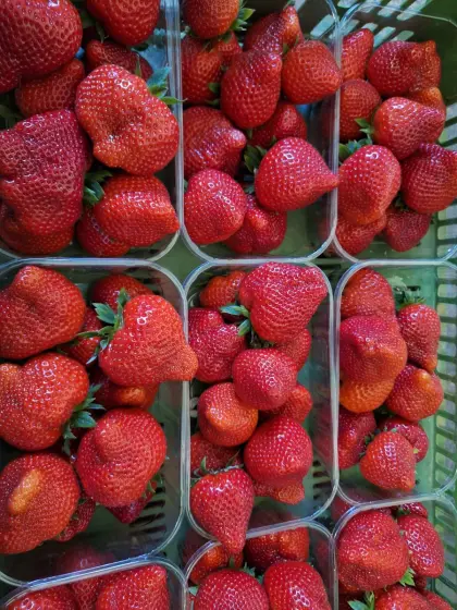 Erdbeeren