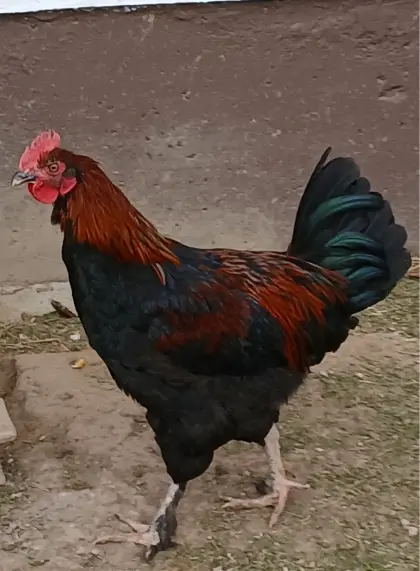 Friedliche Junghähne