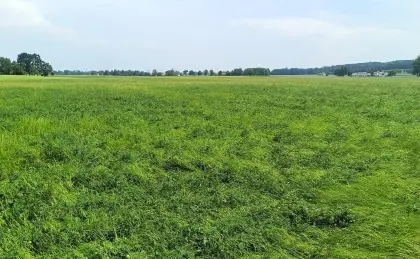 BIO-Heu/Silage Fläche, Mahd ab 10.06.26
