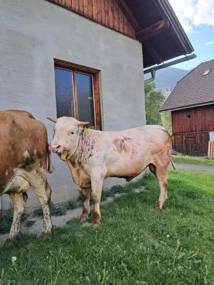 WBB-Stier