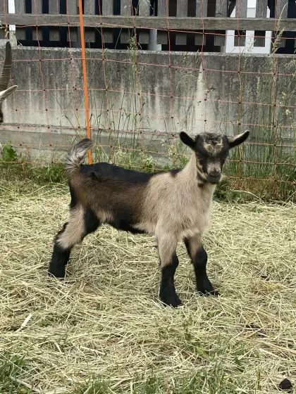 Ziegenbock