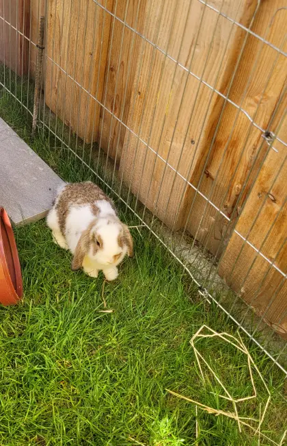 Zwergkaninchen Minilop