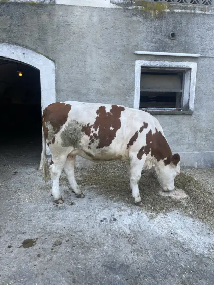 Bio FV Kalbin hochtragend