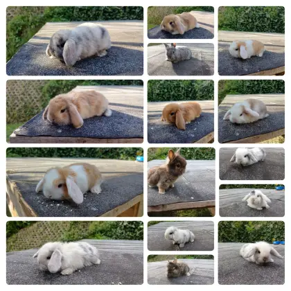 Zwergkaninchen-Babys