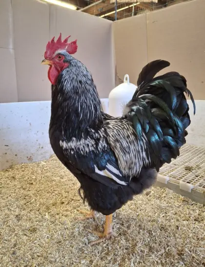 Rassegeflügel, Geflügel, Hähne, Hühner, Hahn, Huhn