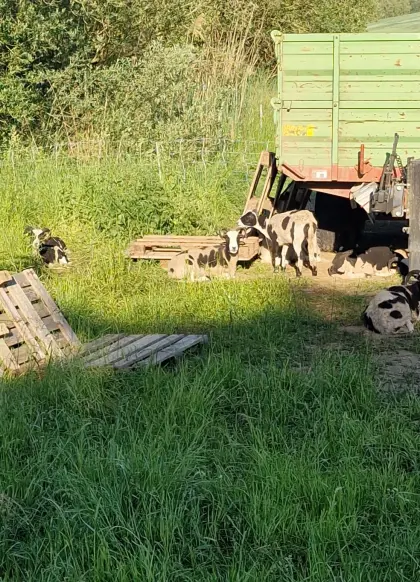 Jakobschafherde Auen