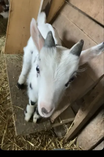 Verkaufe Tauernscheken Ziegenbock