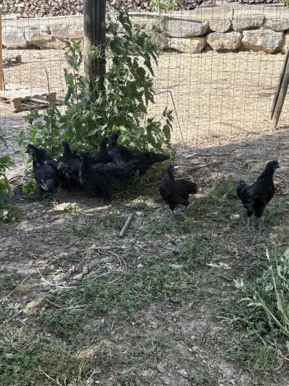 Ayam Cemani Hähne