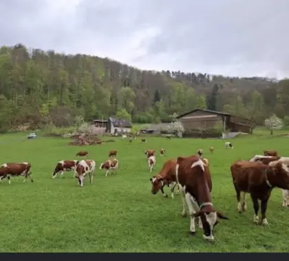 Suche Milchviehbetrieb