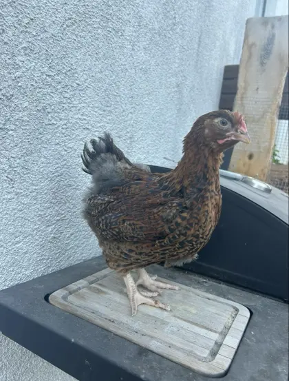 Buff Orpington Küken