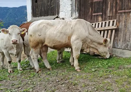 CH-Stier