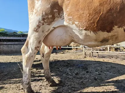 Bio-Kuh in Milch